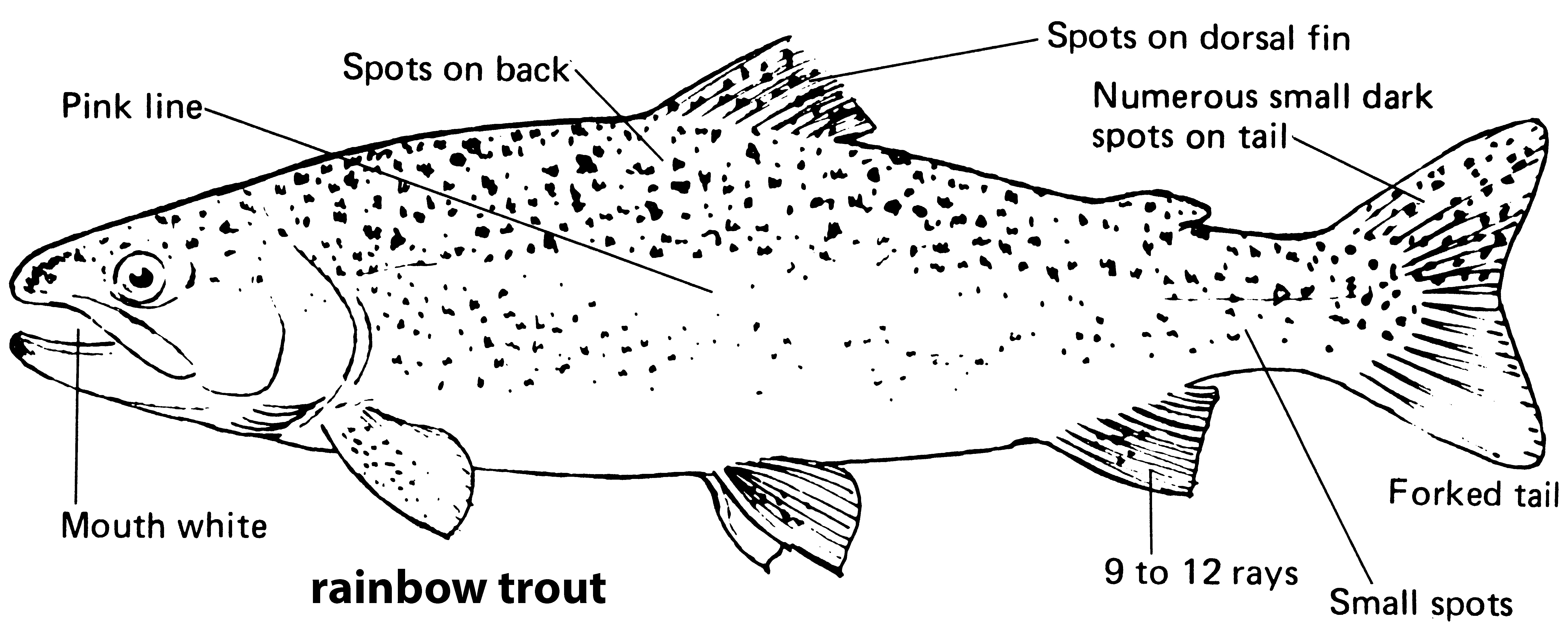 iowa-fish-species